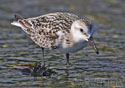 Calidris alba